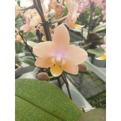 Phalaenopsis profumato