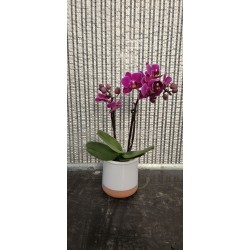 Mini Phalaenopsis 2 rami...