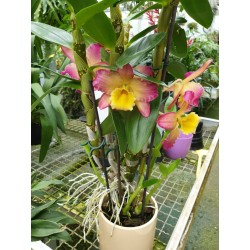 Dendrobium Oriental Smile