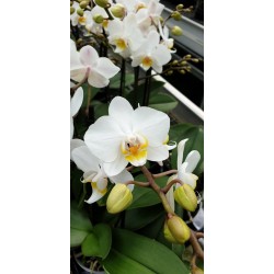 Phalaenopsis julia