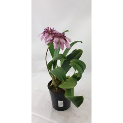 Bulbophyllum dicturatum x...